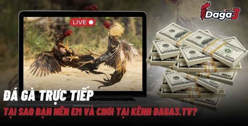 Giới thiệu về kênh đá gà trực tiếp thomo Cssaboars.io