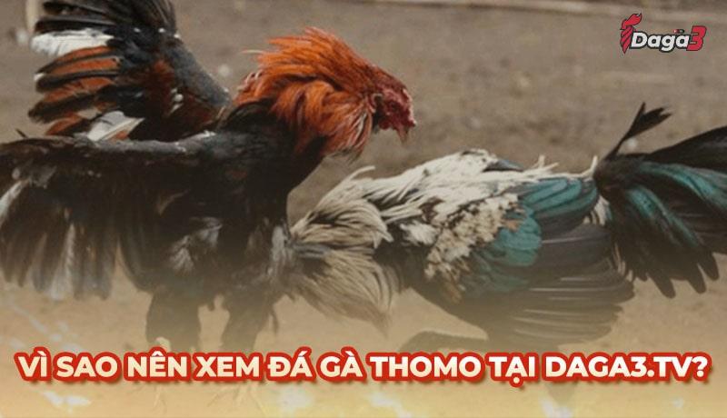 Vì sao nên chọn cssaboars.io để xem đá gà trực tiếp thomo