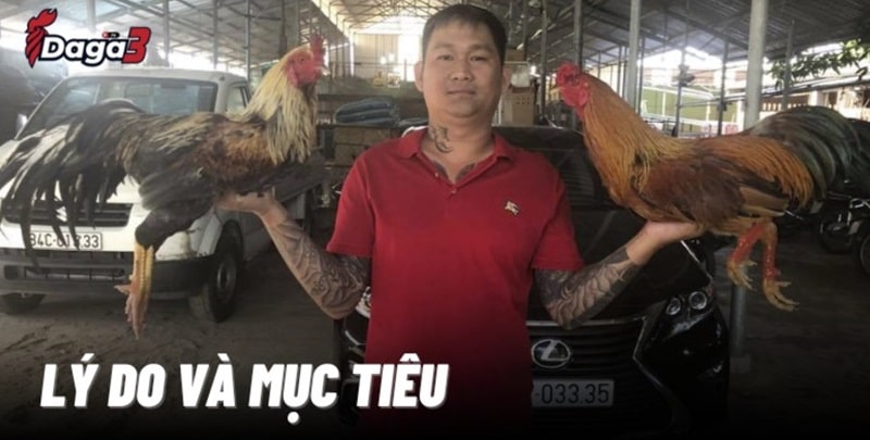 Mít Trà Cú sáng lập trang đá gà trực tiếp Cssaboars.io